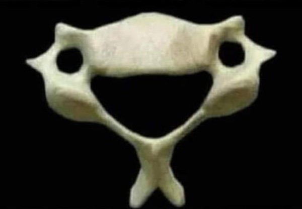 Cuando te sientas triste, recuerda a esta vértebra C6 y lo contenta que está de brindarte apoyo todos los días.