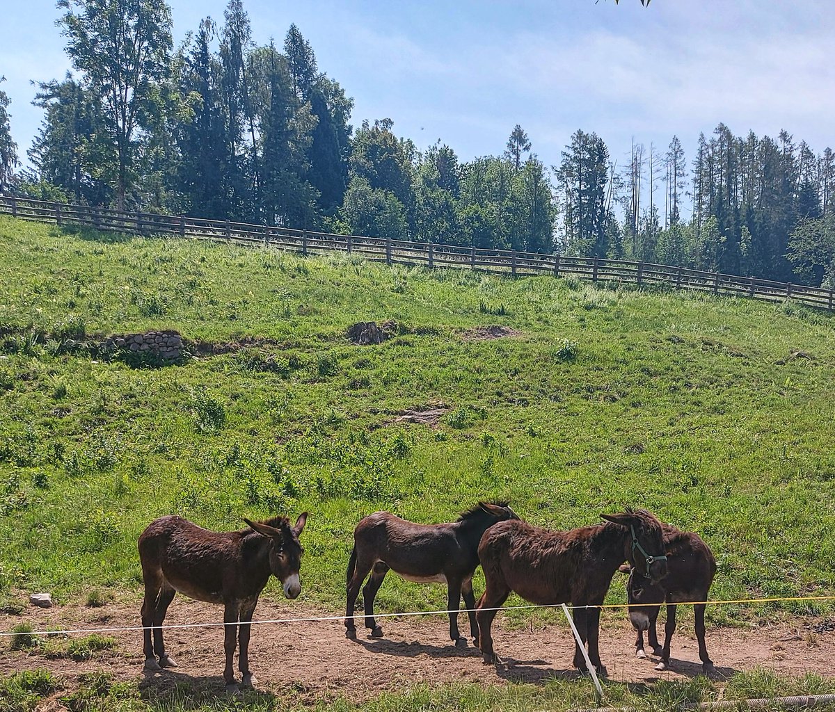 L' asino è un animale che mi ha sempre affascinata 🥰
#asini #Trentino #AltopianodiPinè #Montagna #Lago #caldo