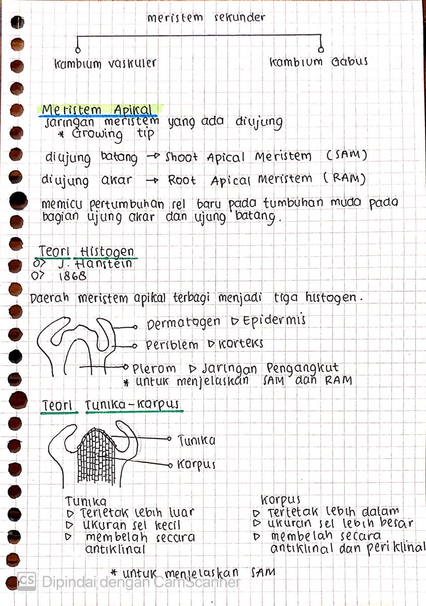 seblakc56223132's tweet photo. Struktur Dan fungsi Jaringan Tumbuhan 🌱                                              Biologi kelas 11 , semoga bermanfaat 🤩 https://t.co/lm5kAV8MG2