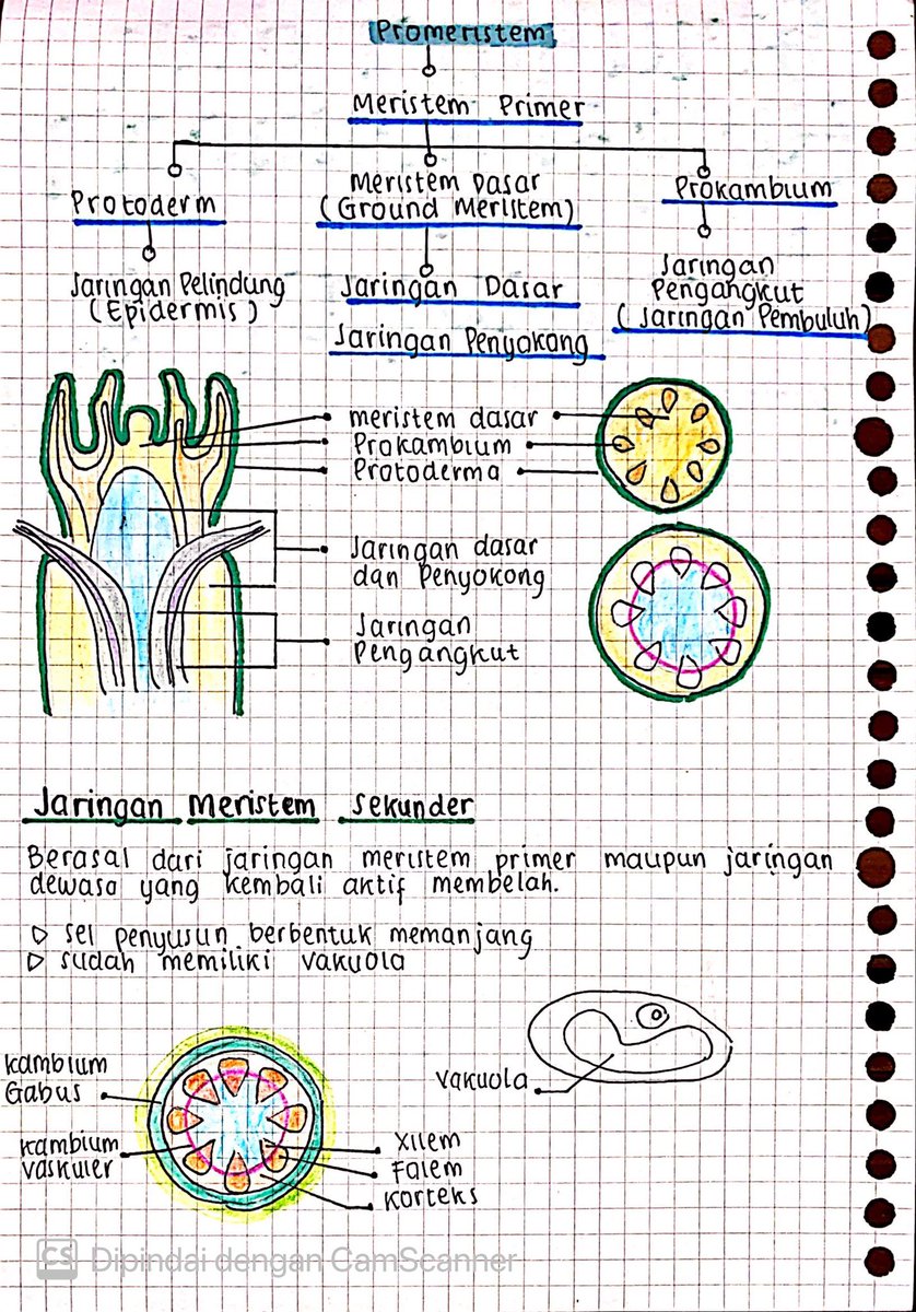 seblakc56223132's tweet photo. Struktur Dan fungsi Jaringan Tumbuhan 🌱                                              Biologi kelas 11 , semoga bermanfaat 🤩 https://t.co/lm5kAV8MG2
