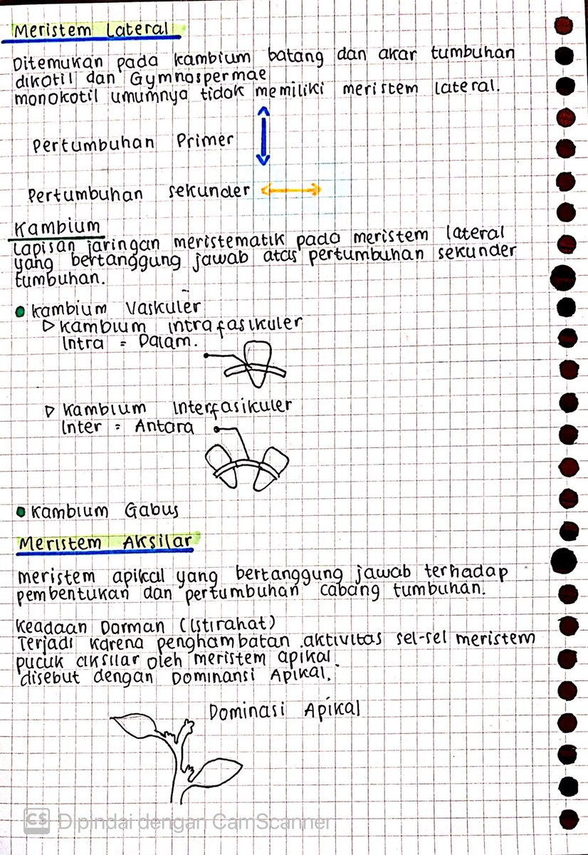 seblakc56223132's tweet photo. Struktur Dan fungsi Jaringan Tumbuhan 🌱                                              Biologi kelas 11 , semoga bermanfaat 🤩 https://t.co/lm5kAV8MG2