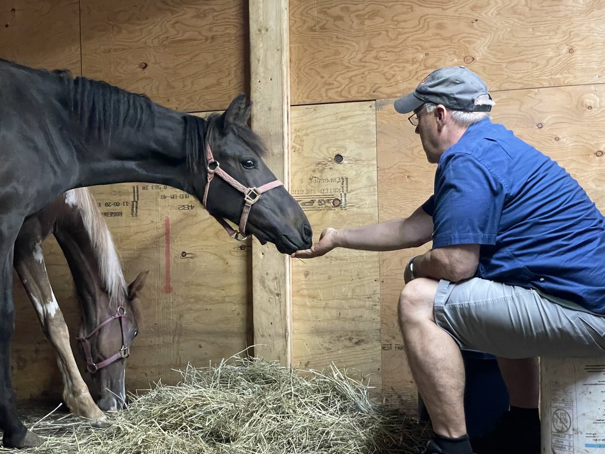 MarkOrmsbee's tweet image. Out with the new mustangs today in Plympton