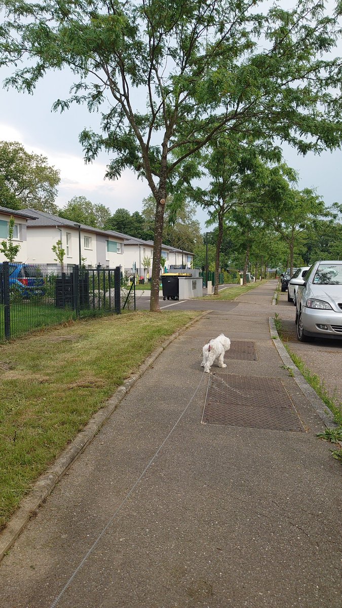 Murphy43412744's tweet photo. Pensée de chien :
J'irai bien faire un plongeon aujourd'hui 🐶☀️🐾#dogsoftwitter #canicule #dogs #dogsarelove #DogsAreJoy #Thanks4Follow https://t.co/mzj8WoDurW