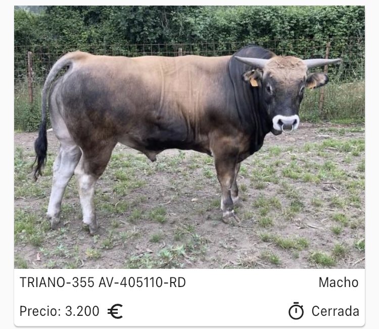 Gran éxito de la Subasta Nacional de la Raza Asturiana de los Valles. ⁦@mapagob⁩ ⁦<a href="/GobAsturias/">Principado de Asturias</a>⁩ ⁦<a href="/AlejandroJCalvo/">Alejandro Calvo</a>⁩ ⁦<a href="/EspOrellana/">Esperanza Orellana</a>⁩