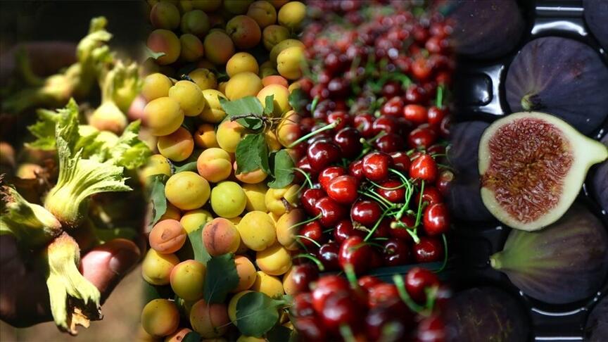 MarianoGiustino's tweet photo. La #Turchia è il primo produttore al mondo di #nocciole, #ciliegie, #fichi, #albicocche, #mele cotogne e #papaveri, secondo i dati ufficiali del Ministero dell'Agricoltura e Foreste. Ankara ha raccolto il maggior reddito agricolo nell'#UE nell'ultimo decennio 

@RadioRadicale https://t.co/jyFPAWgFIV
