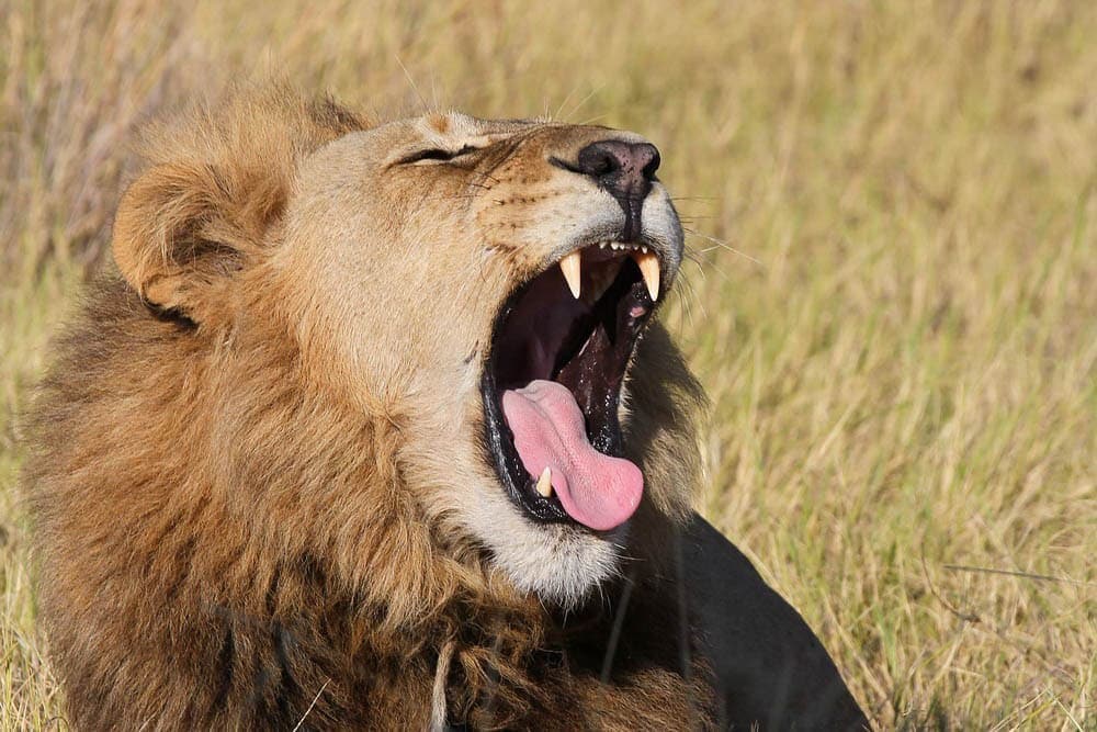 AfricanSafaris's tweet photo. Why do mail lions roar?  Male lions roar for various reasons—a lion may roar to scare off an intruder, another lion, or a predator. It could also roar to warn its pride of imminent danger. 

https://t.co/Yxy6veq5UP

#roarofalion
#lionroar
#lions
#pantheraleo 
#Lions
#LionKing https://t.co/5qjB1i8Jdo