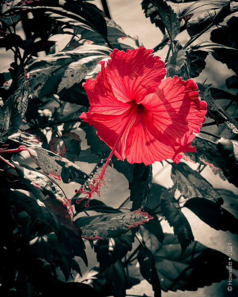 Morning Hibiscus…
.
.
#flower #spotcolour #red #iphone12ProMax #iphone #iphonography  #ios  #shotoniphone instagr.am/p/CQWW_AiLT4l/