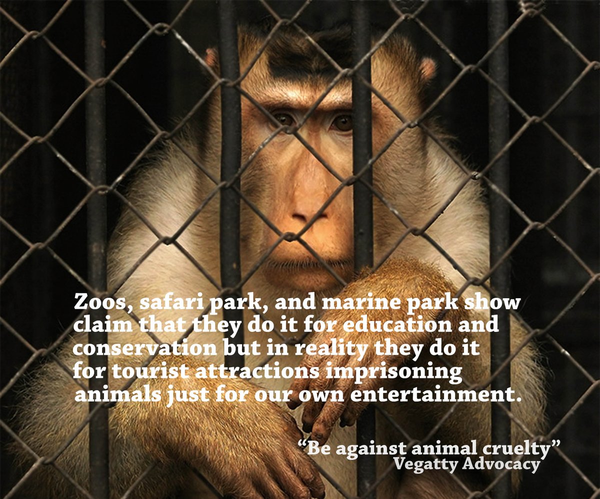 Обезьянник в полиции это. Обезьянник домашние. Сухумский обезьянник абхазия. Обезьянник в абхазии сухум. Как называется обезьянник.