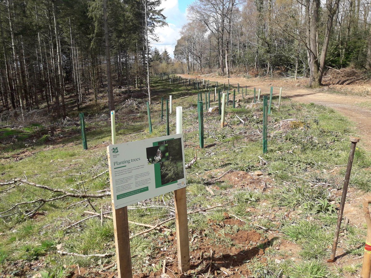 ExeValleyRotary's tweet photo. 600 Trees. A great CSR spend for business helping the environment and our community.  97% of our trees are thriving - some have doubled in height. The weeding around the trunks is complete. To learn more about this project and see how to support us see https://t.co/dCXo1zMk9X https://t.co/wLG2OV9iKj