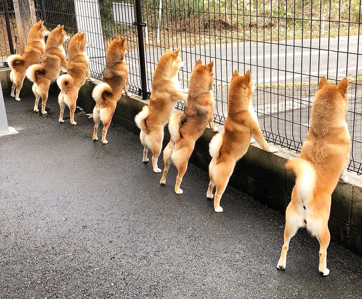 Cuando haces tu pedido el finde y te despiertas temprano el lunes para recibir tu #PetkrüBox📦 

En #Petkrü repartimos a la velocidad de la luz: el mismo día para Madrid y en 24/48h para el resto de la Península 🚚⚡️⚡️⚡️

🐾 petkru.com