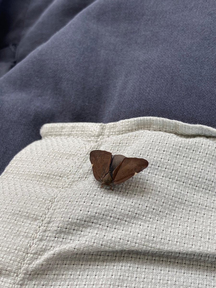 寺門 孝之 على تويتر 帰りの電車の中で かわいい茶色の小さな蛾が僕にくっついてはなれません 飾磨駅の乗り換え時にお分かれしました