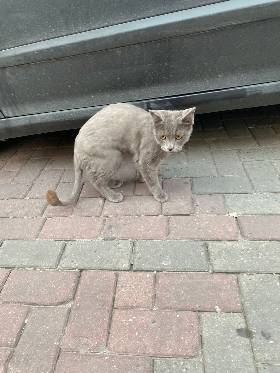 İstanbul Güngören meslek sokakta yeni tıraşlanmış kedi çok korkmuş yaklaştırmıyormuş kaçmış veya düşmüş olabilir.. kedisini kaybeden veya kayıp kedi ilanı gören var mı