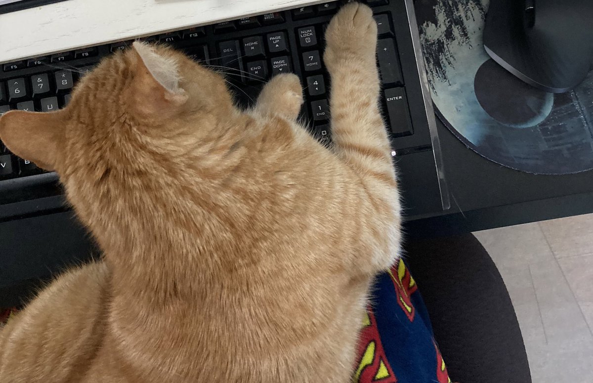 Hard at work today with <a href="/BaseballGuys/">BaseballGuys</a>! My little paw seems to be heavy on the Delete key this morning…perhaps that’s why <a href="/BaseballGuys/">BaseballGuys</a> isn’t tweeting much today. #CatsOfTwitter #cats #Caturday