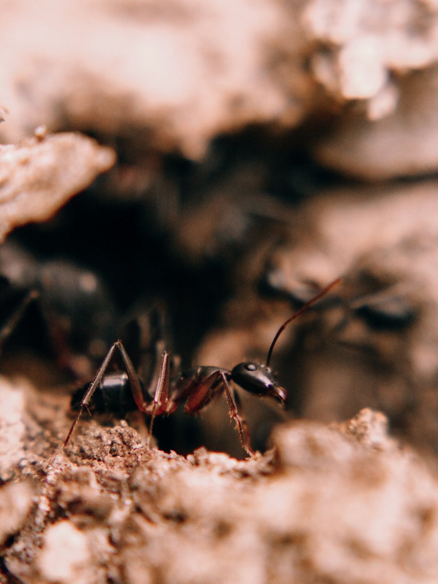 Abshine_love's tweet photo. Ant - Abshine Photography
.
.
@abshine_photography captured with #canon and proceed in @lightroom
.
.
#insect #macro #nature #insects #macrophotography #naturephotography #insectphotography #insectsofinstagram #photography #wildlife #naturelovers #ants https://t.co/pHzNn4p96m