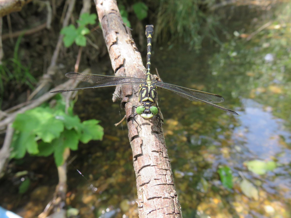 elxium's tweet photo. So hot today... short #multicache in a small stream, way too hot for walking around. #geocaching https://t.co/1bw94bxwsH