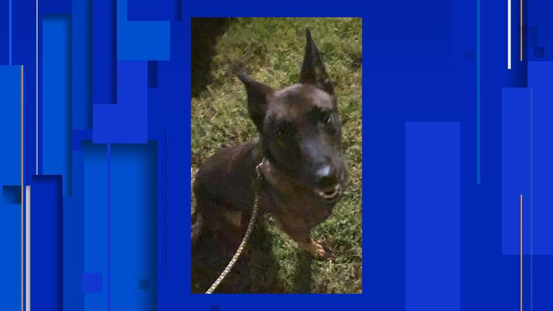 OnPatrolK9's tweet photo. "Have you seen me?"
Hondo police searching for K-9 who escaped his enclosure
🙏Prayers for the safe return of Hugo
https://t.co/4qAn2184La
#BackTheBlue #dog #K9 #police #military #WaronDrugs #LivePDPolice #BackTheBlue https://t.co/MX869k4S3i