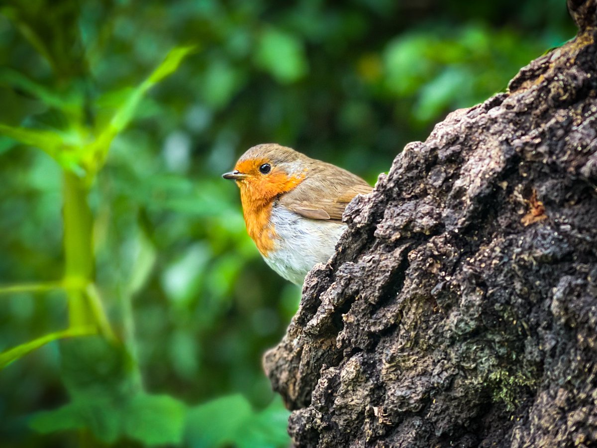 awv's tweet image. A friendly robin on today’s walk was happy to pose for a few photos and I was impressed with how well this one came out. #shotoniphone