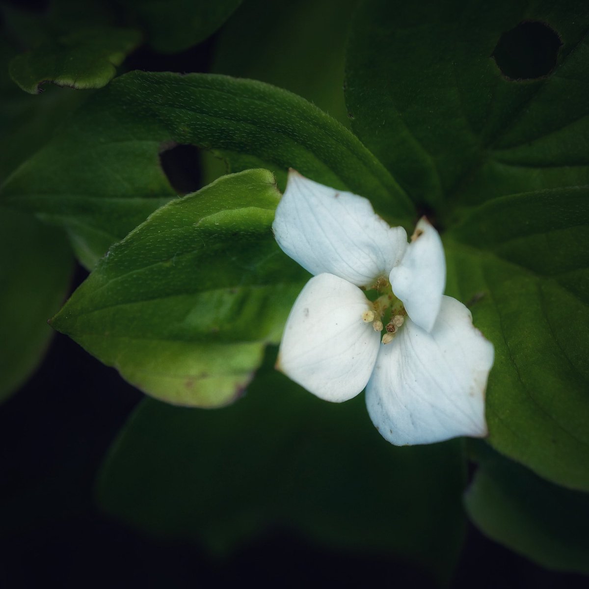 dbratle's tweet photo. #Bunchberry #wildflower #flowerphotgraphy #macro #fujifilm https://t.co/I0DQQso134