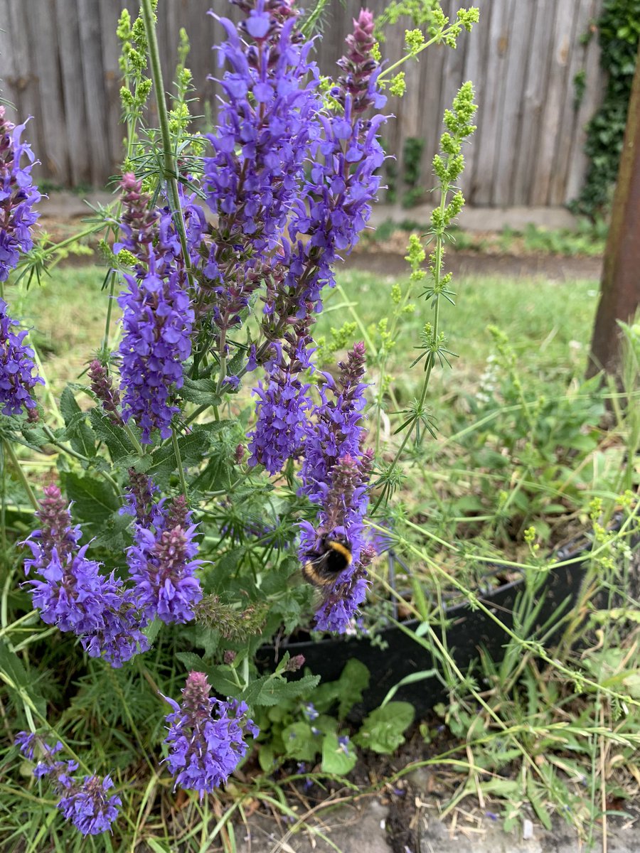 Little_Cambs's tweet photo. Good news! The salvia that we managed to save is a-buzz with life today 🐝 https://t.co/3oD73yCsQp