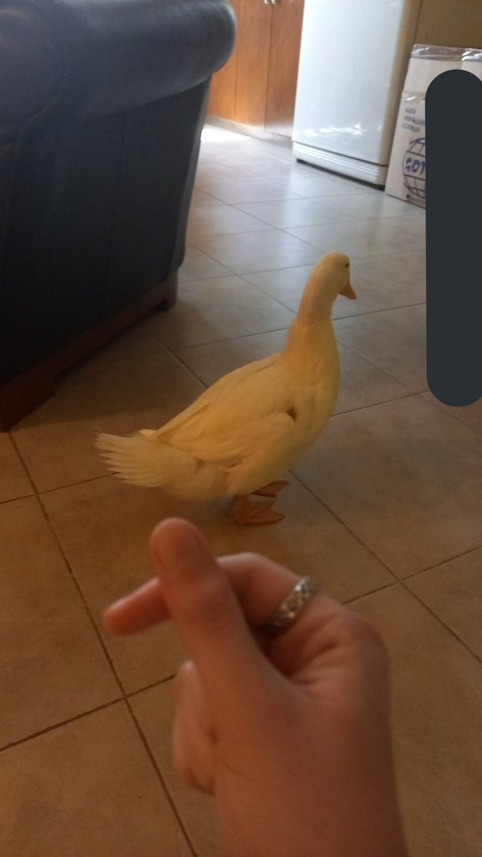 springdaysana's tweet photo. @dchaewita Very sorry once I Start talking about ze duck I don't stop https://t.co/NAEHcXCKsW