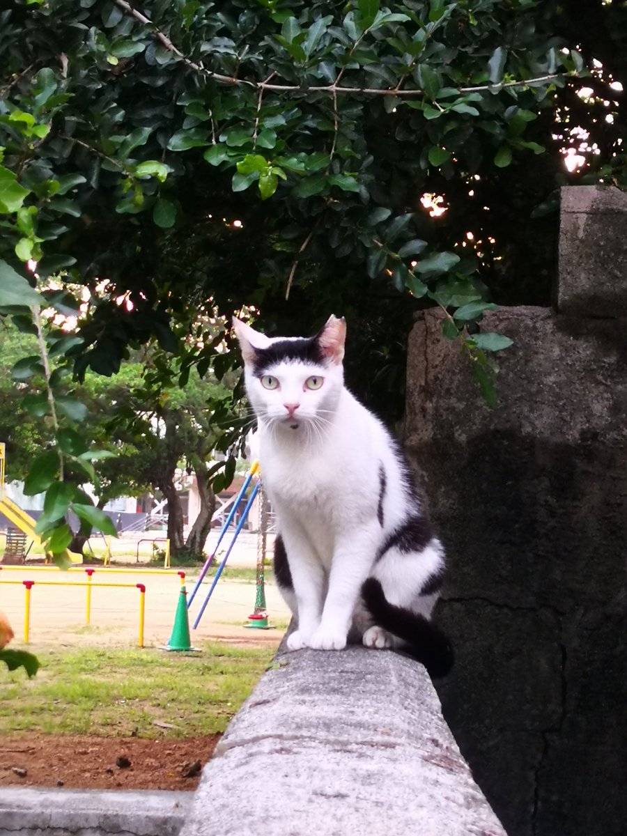 WanderlustJapa1's tweet photo. Today's #Japaneseslang 「オン眉(まゆ)」
オン眉, which is an abbreviation of オンザ眉毛(on the eyebrow) indicating having bangs above eyebrow like the cat below 👇😂

I will call it オン眉ねこ

#Japaneselearning #nihongo #日本語勉強中 #日本語勉強 #studyjapanese https://t.co/T5wM6bO8hw