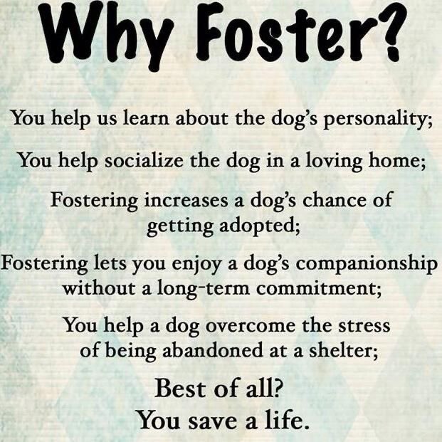 Hi Friends! We are looking for pet fosters in Central Florida. Are you a dog or cat lover?! We NEED you! Apply now ThePixelFund.org #RescueDogs #RescuedCat #FostersNeeded