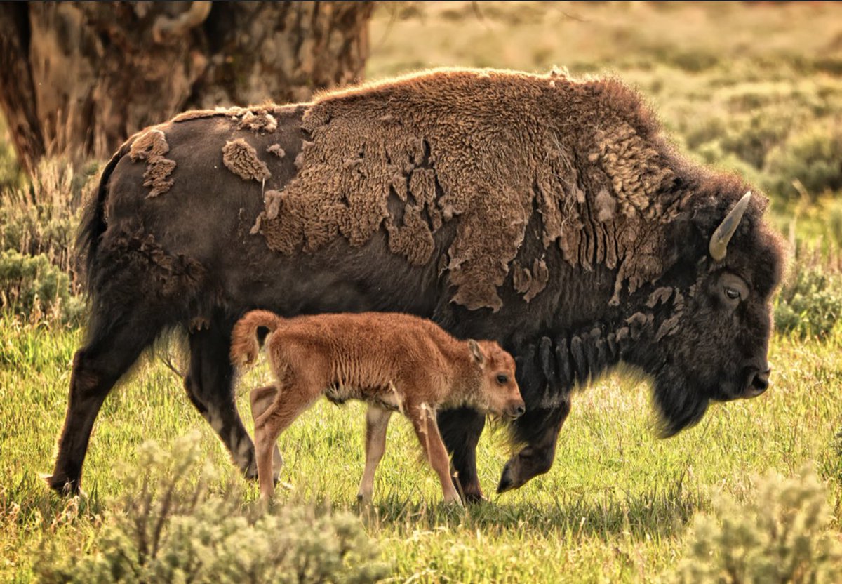 #HappyFathersDay to all you dads in #CUBuffs🦬 nation.