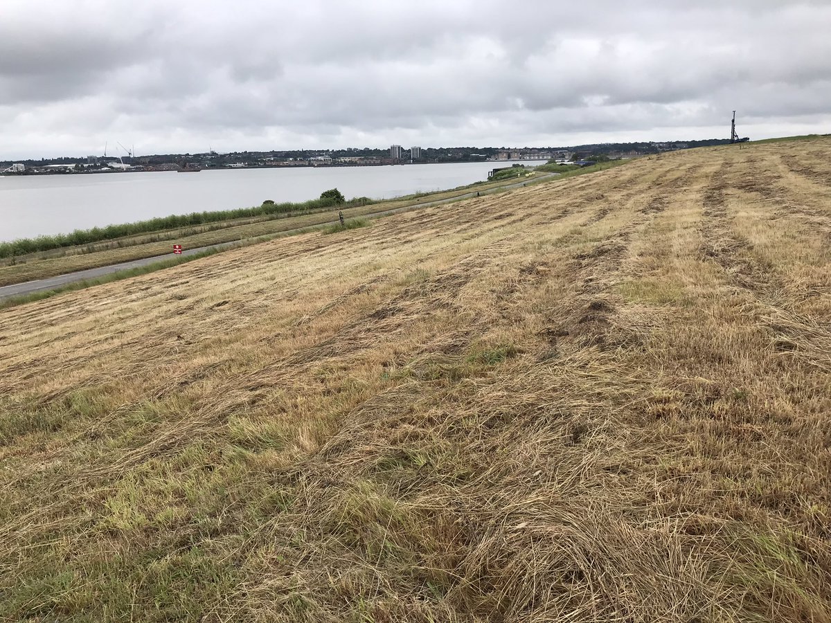 Dominic Mitchell tweet media