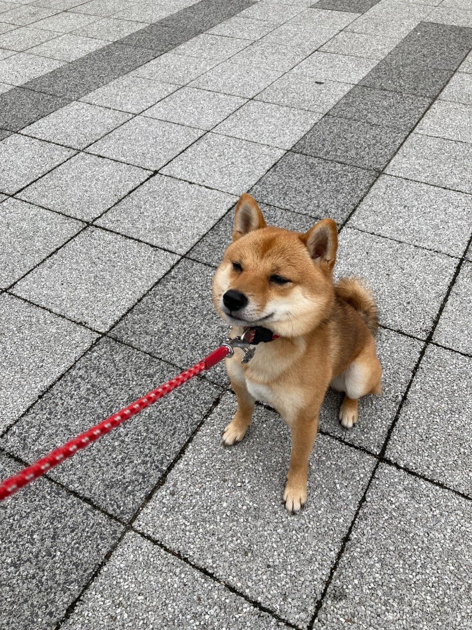 تويتر 豆柴の茶太郎 على تويتر 絵に描いたような拒否犬 ふてぶてしい顔も可愛い 柴犬 豆柴 柴犬のいる暮らし 柴犬を崇めよ 犬好きさんと繋がりたい 拒否犬 拒否柴 太々しい T Co Dnkw9rcjcm