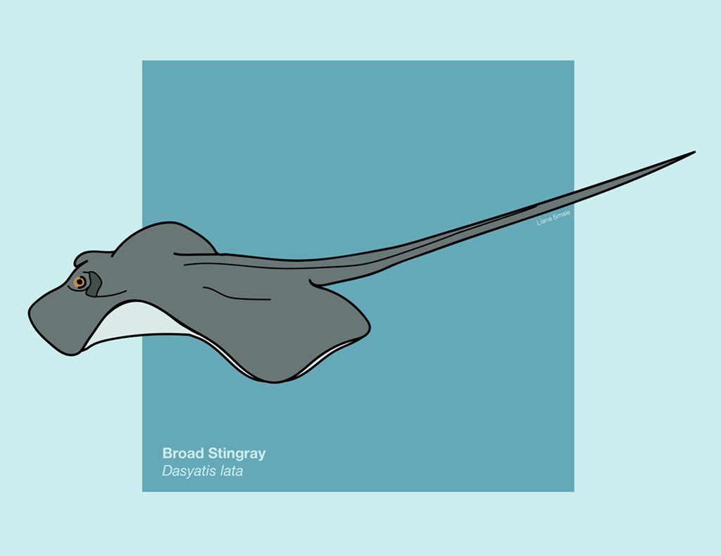 LianaSmale's tweet photo. My dad loves scuba diving and snorkeling, and I saw a lot of stingrays with him during one of our snorkeling adventures #SundayFishSketch #FathersDay #SciArt https://t.co/qbBcev6LJ0