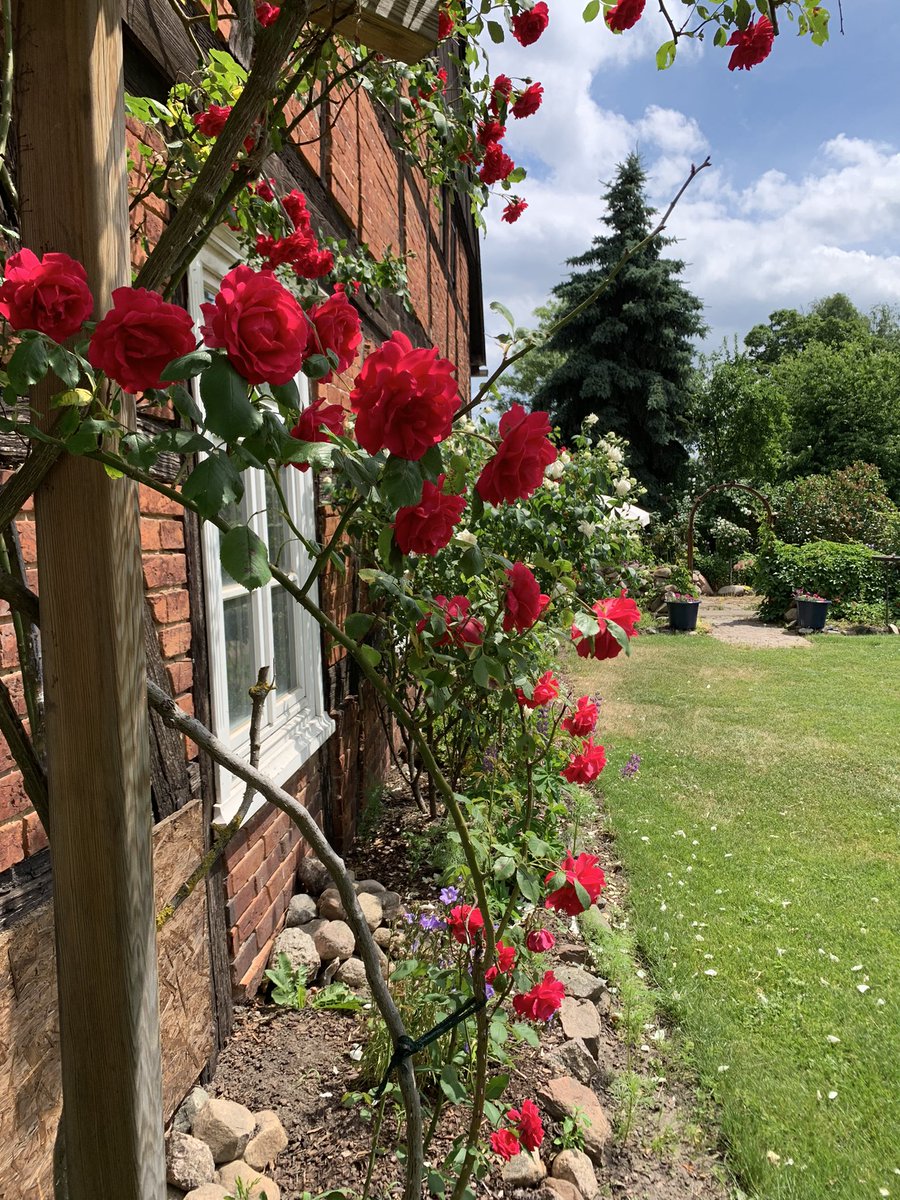 Der Garten von @dreyerpat ist in echt noch schöner als auf Twitter. #nofilterneeded #wendlandliebe