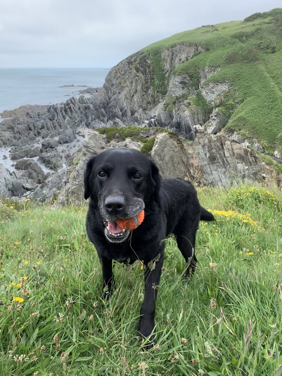 EscapedHere's tweet photo. Hello my lovelies. I’m afraid that I have news to share which has left my heart in pieces. Our darling boy, Ernie, left us yesterday😭😭💔
After a fabulous time on holiday, Erns started to show signs of being in severe pain on Thurs. Blood tests were clear but then … https://t.co/Q9iaOGOW9H