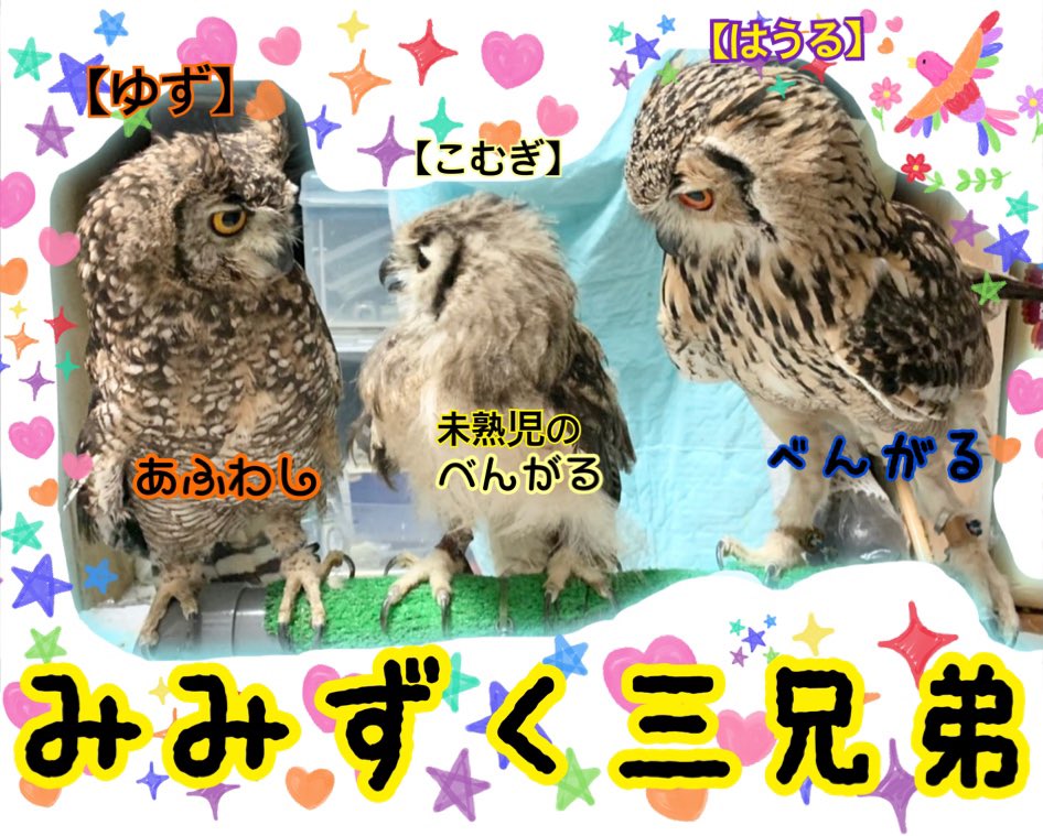 ジェス カンガルー革 Mサイズ ベージュ 猛禽類 評判