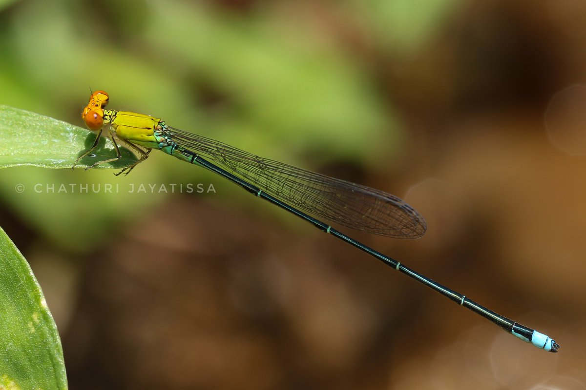 ChathuriJayati1's tweet photo. Sri Lanka Orange-faced Sprite 🧡💚
(Pseudagrion rubriceps ceylonicum)
It is easily distinguishable by it's orange colored head and bright orange eyes.
#Damselflies #odonates #OdonatesofSrilanka #Orange #orangefacedsprite #gemsofnature https://t.co/rZBDWst1mh