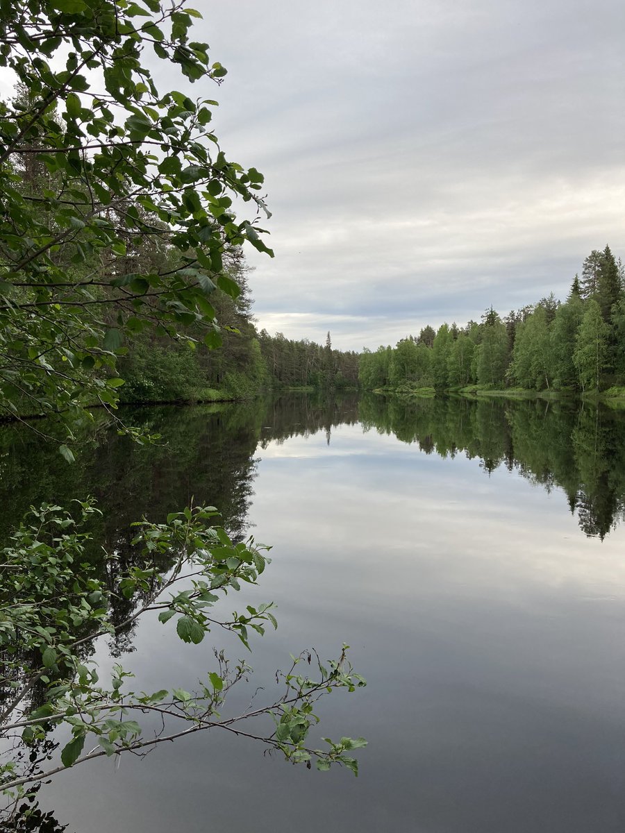 mkankare6's tweet photo. Fly collecting at the Oulanka research station... cannot complain about views. Only đ§Ź will tell if the species is the correct one. #jyscience #oulankaresearchstation #fieldwork https://t.co/wkqbRk88Rm