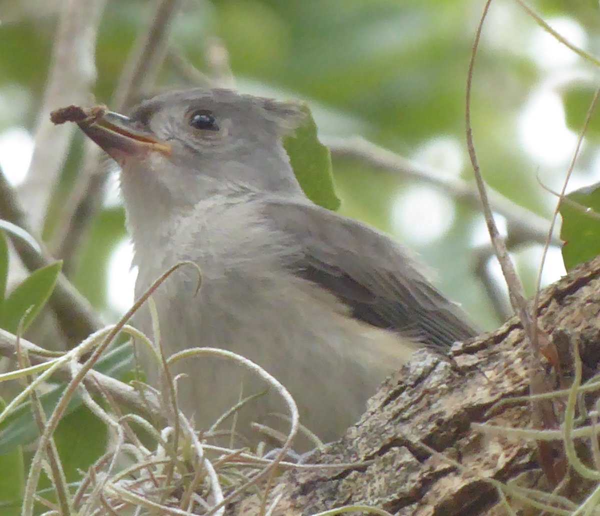 PeteBrush's tweet photo. Our neighborhood in Sarasota is a regular nursery for birds - Brown Thrasher with young; Carolina Wrens and Tufted Titmouses nesting #birding #birdfl https://t.co/EG5rmG8EzK