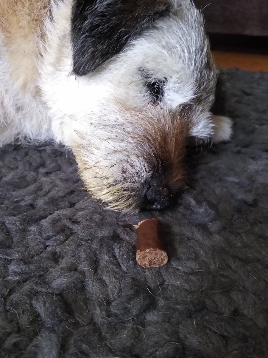 alfiescruff's tweet photo. Too tired to sniff...😋#theduster https://t.co/J0FEexkVq2