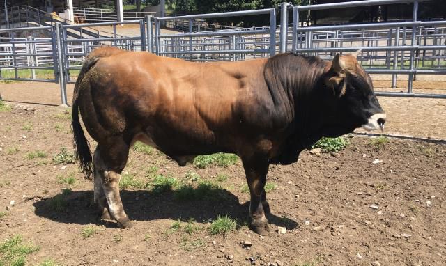 Esta mañana se cerraba la subasta on line de ASEAVA. El precio más alto de los sementales subastados fue para Pamelo, adjudicado en 3.250 euros para La Robla (León).
<a href="/ASEAVAOFICIAL/">ASEAVA</a>