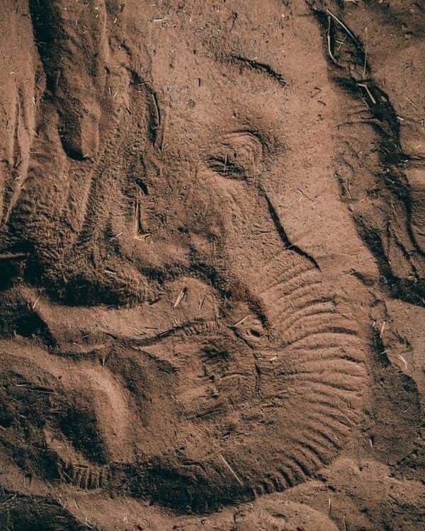 domdyer70's tweet photo. An elephant left imprint in sand after a night's sleep. https://t.co/FGRrGi4JsI