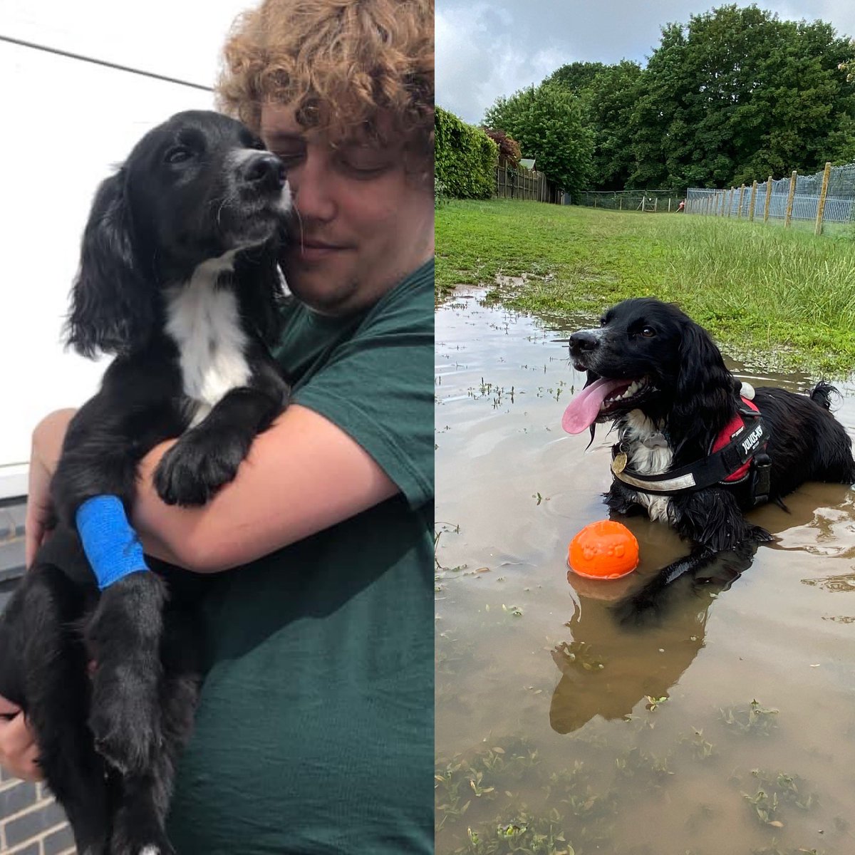 Then and now. How is this a year ago! Well he beat it! #puppymeningitissurvivor #1yearon