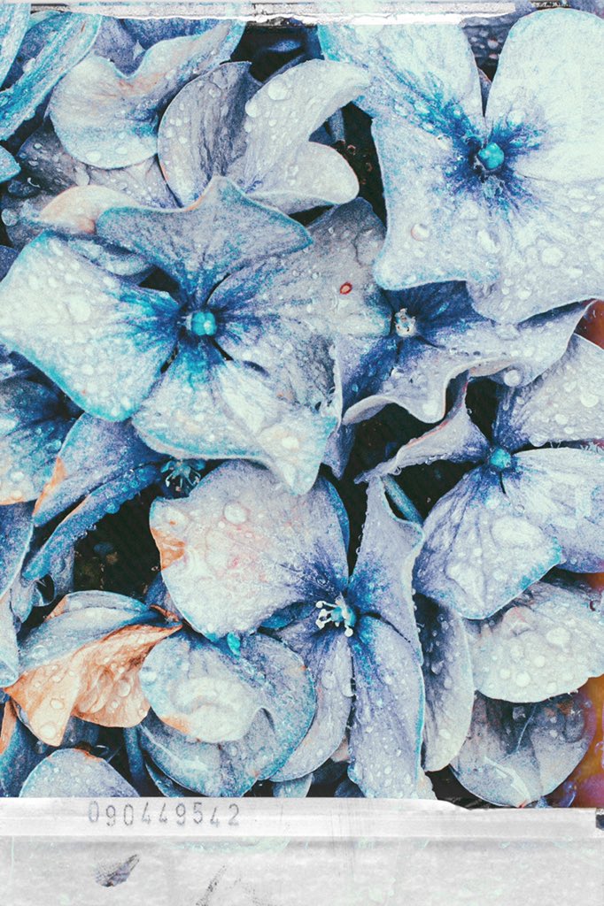 srd02man_camera's tweet photo. 咲きこぼれる姿も、萎れた色々も、この季節にしか見れない紫陽花が好き

#写真好きな人と繋がりたい 
#ファインダー越しの私の世界ᅠ 
#写真撮ってる人と繋がりたい 
#写真で伝える私の世界 https://t.co/cjjQ3Fifk4