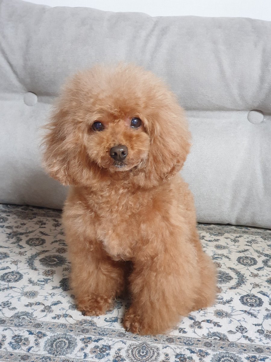 드라이브갔다 놀아주고 밥소분하고 목욕시키고 떨어진 영양제 시키고 지난주 못쉬었더니 몸이 천근만근이라 저것만했는데도 졸린 주말 끝😂