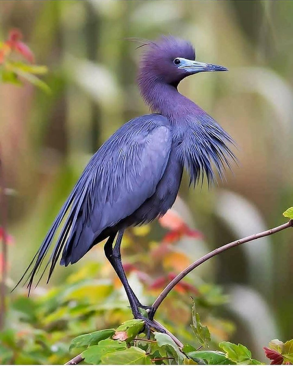 Как называется самая редкая птица. Утка мандаринка в россии. Как называется самая редкая птица. Утка мандаринка красная. Птица квезаль (кетцаль).