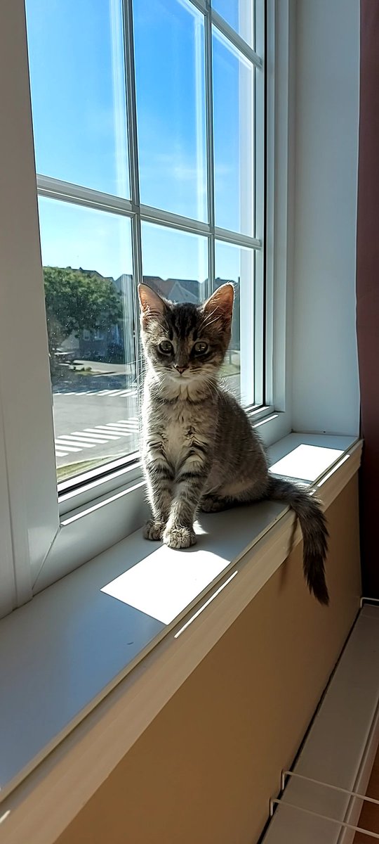 swiftie85's tweet image. Hey Taylor! @taylorswift13 Heres the newest member of our family!😸 her name is Lexie she is the sweestest kitten and she ks just always purring 😻