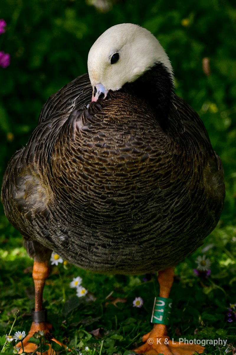 Emperor goose. @WWTLlanelli @WildlifeMag #BBCWildlifePOTD #birdphotography