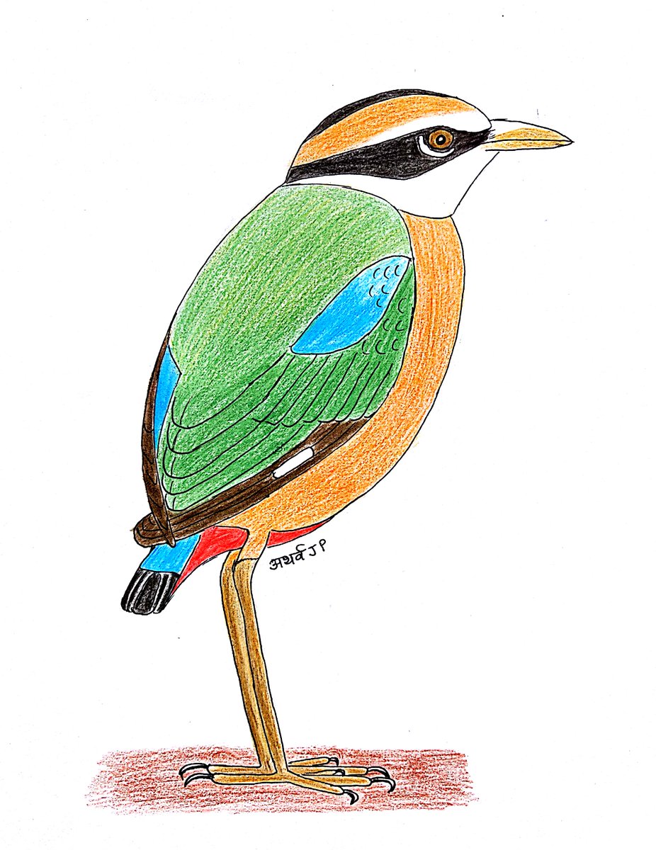 Atharva's sketches of birds were displayed during 31st Pakshimitra Sammelan at Thane (2017) #Sketching #Drawing #Birdsketching