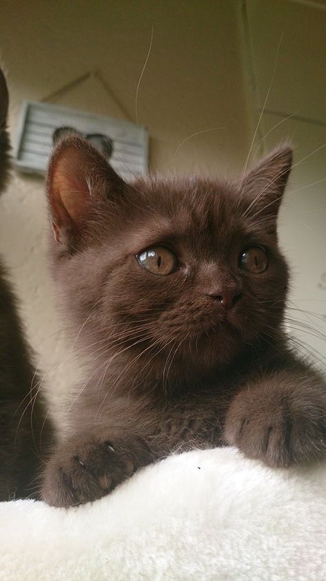 Beautifulanim16's tweet photo. Do you love to animal 
https://t.co/sO0njIyZfj
#cat #kitty #kitten #animal #cuteanimals #cutepets #animals https://t.co/aaKMCZkAql