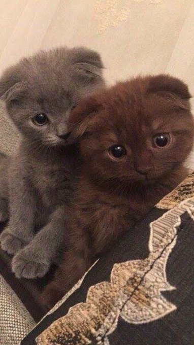 Beautifulanim16's tweet photo. Do you love to animal 
https://t.co/sO0njIyZfj
#cat #kitty #kitten #animal #cuteanimals #cutepets #animals https://t.co/aM6Vp95DDY