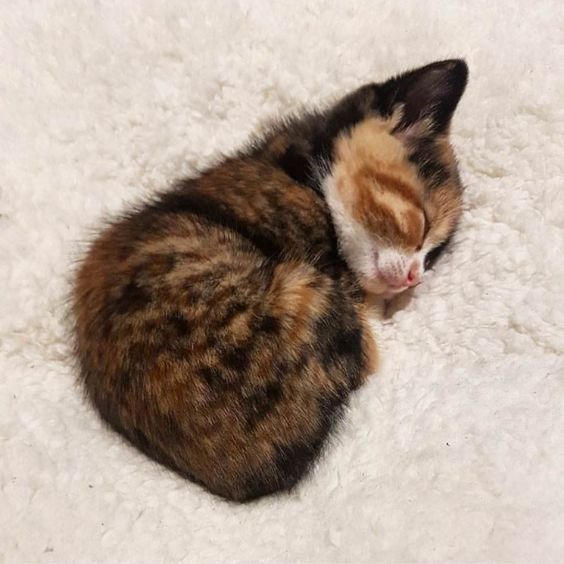 Beautifulanim16's tweet photo. Do you love to animal 
https://t.co/sO0njIQADT
#cat #kitty #kitten #animal #cuteanimals #cutepets #animals https://t.co/azoMOeMHua
