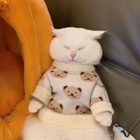 Beautifulanim16's tweet photo. Do you love to animal 
https://t.co/sO0njIyZfj
#cat #kitty #kitten #animal #cuteanimals #cutepets #animals https://t.co/a6lAHyt4kv